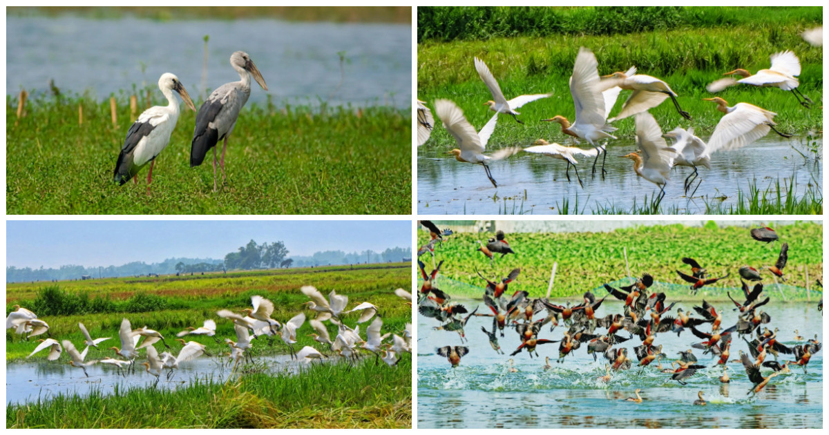 শীতের আগমনী বার্তা নিয়ে পাখির কলকাকলিতে মুখর চলনবিল