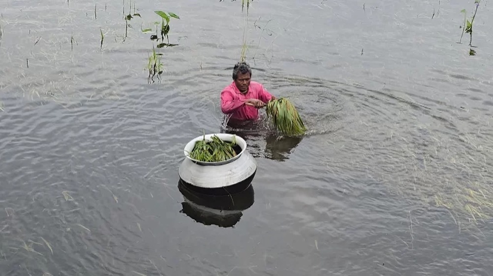 ঠাকুরগাঁওয়ে পানিতে ডুবে গেছে শত শত বিঘা বোরো ধান,দু-চিন্তার ছাপ কৃষকের মুখে