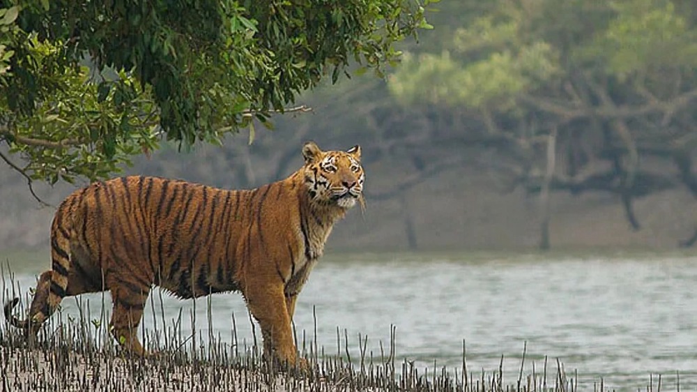 রয়্যাল বেঙ্গল টাইগার সংরক্ষণে জোর দিচ্ছে সরকার ,১০ সদস্যের কমিশন গঠন