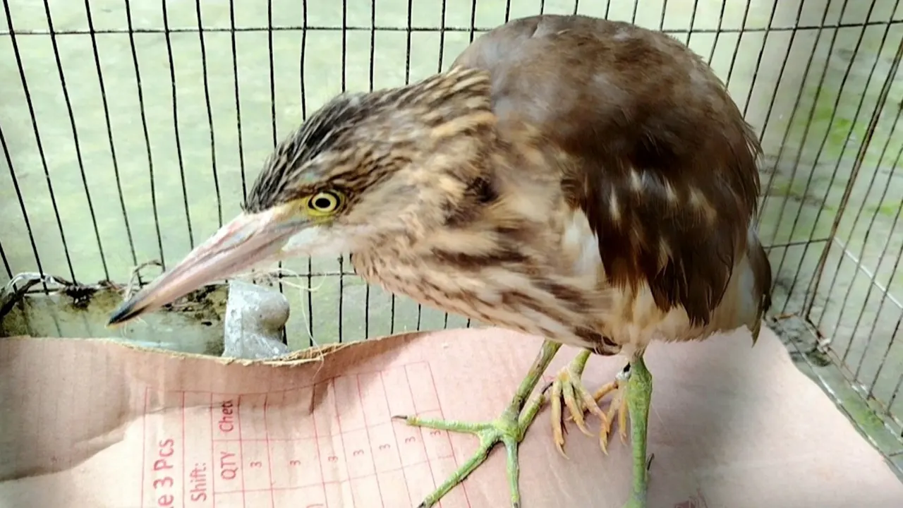 চার পা বিশিষ্ট কানিবকের দিকে কৌতূহলী মানুষের ভিড় জমেছে।