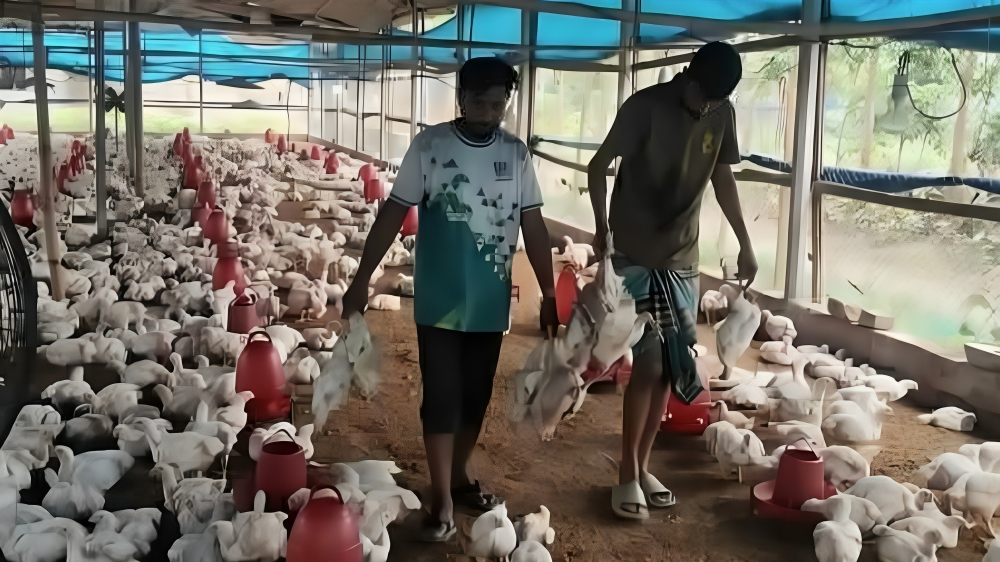 ঠাকুরগাঁওয়ে বিষ প্রয়োগে ৩ হাজার মুরগি মারার অভিযোগ