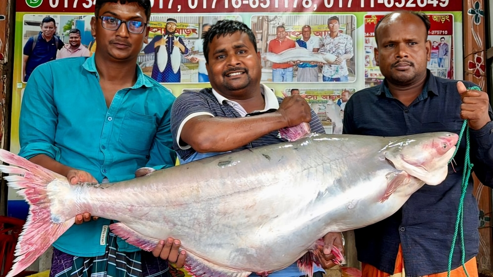 পদ্মায় ধরা ২৫ কেজির পাঙ্গাশ, বিক্রি ৭০ হাজারে
