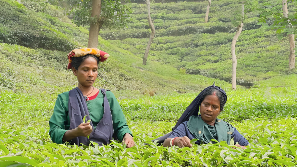 বৃষ্টির ছোঁয়ায় সবুজে ফিরছে চা-বাগান