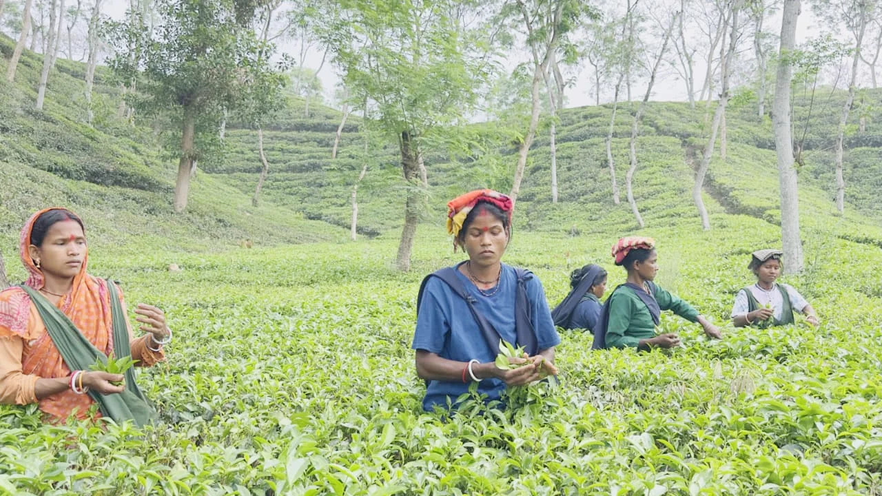 ৫৮ চা বাগানে পিএফ বকেয়া, উদ্বেগ বাড়ছে শ্রমিকদের