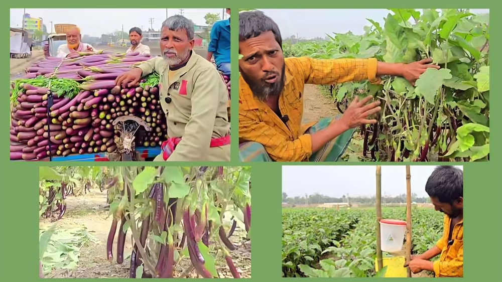 রায়পুরায় বেগুনের বাম্পার ফলন, দামে শঙ্কায় কৃষক