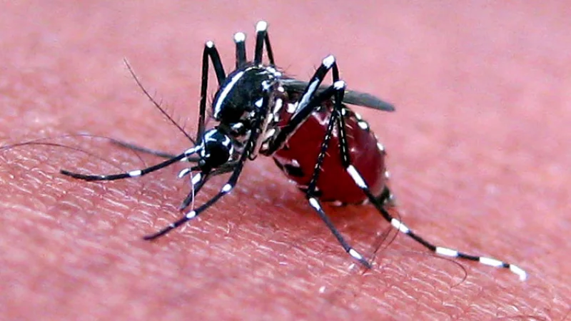 ডেঙ্গুতে একদিনে ঝরলো ৮ প্রাণ, হাসপাতালে ভর্তি ৭৭৮