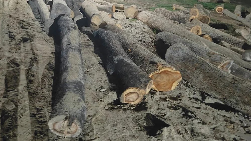 কুয়াকাটায় খাস জমির গাছ কেটে বিক্রির অভিযোগে মামলা