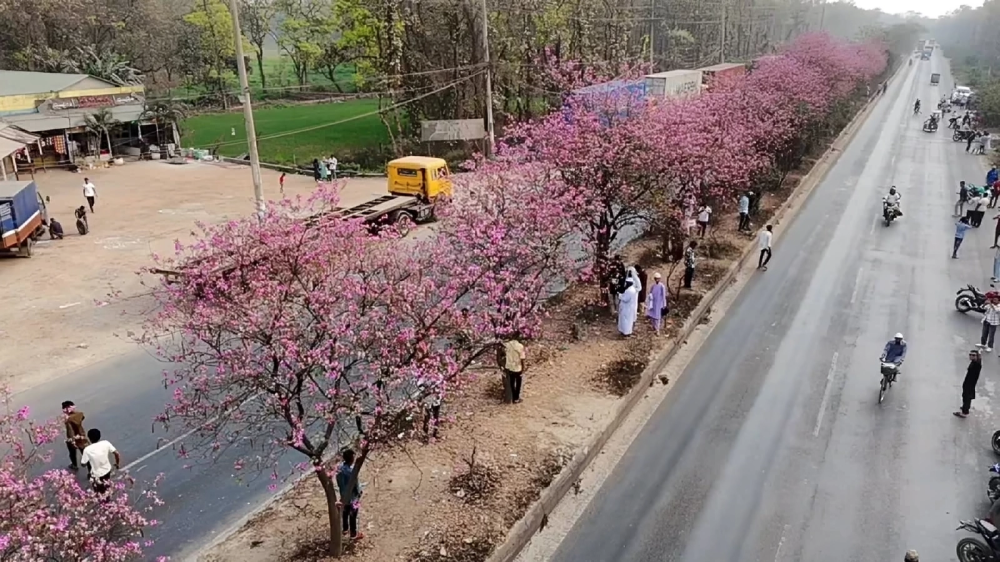 বসন্তে রঙিন সাজে ঢাকা-ময়মনসিংহ মহাসড়ক