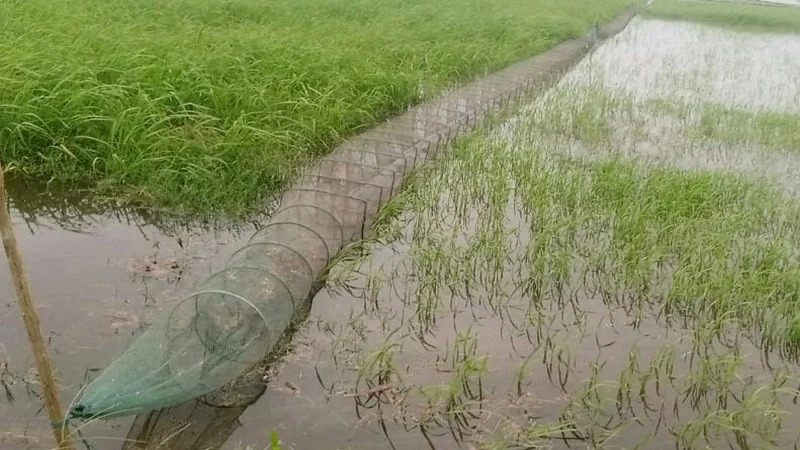 চায়না দুয়ারীর ফাঁদে মাছ-পোনা, হুমকিতে জীববৈচিত্র্য